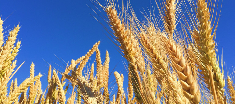 Wheat fields against blue sky