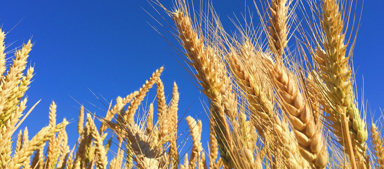 Des champs de blé sur fond de ciel bleu